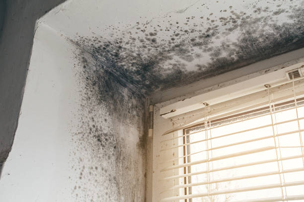 Mold Removal service in Boonton